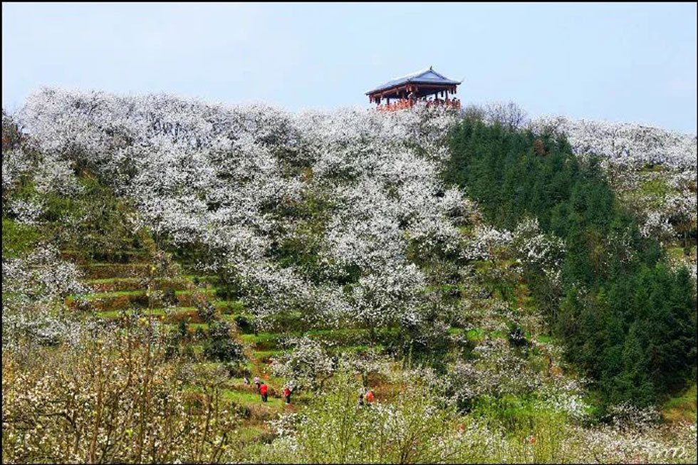 【春天，广西桂林灌阳县向您发出邀请！】我们在灌阳看梨花 - 游山玩水 - 石嘴山生活社区 - 石嘴山28生活网 szs.28life.net