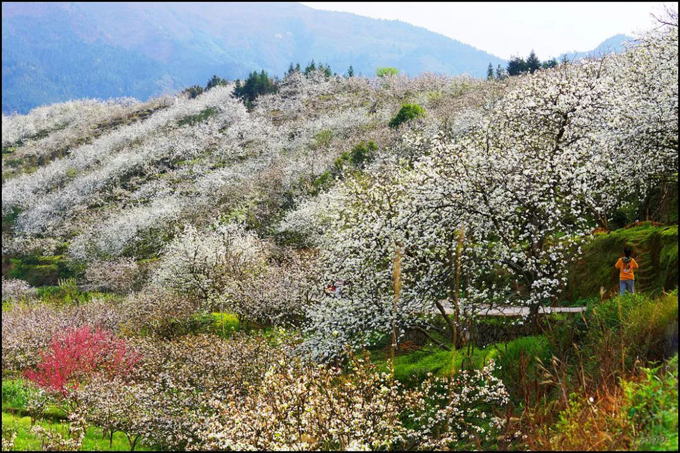 【春天，广西桂林灌阳县向您发出邀请！】我们在灌阳看梨花 - 游山玩水 - 石嘴山生活社区 - 石嘴山28生活网 szs.28life.net