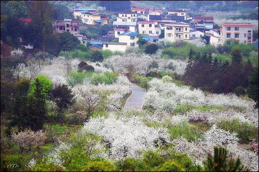 【春天，广西桂林灌阳县向您发出邀请！】我们在灌阳看梨花 - 游山玩水 - 石嘴山生活社区 - 石嘴山28生活网 szs.28life.net