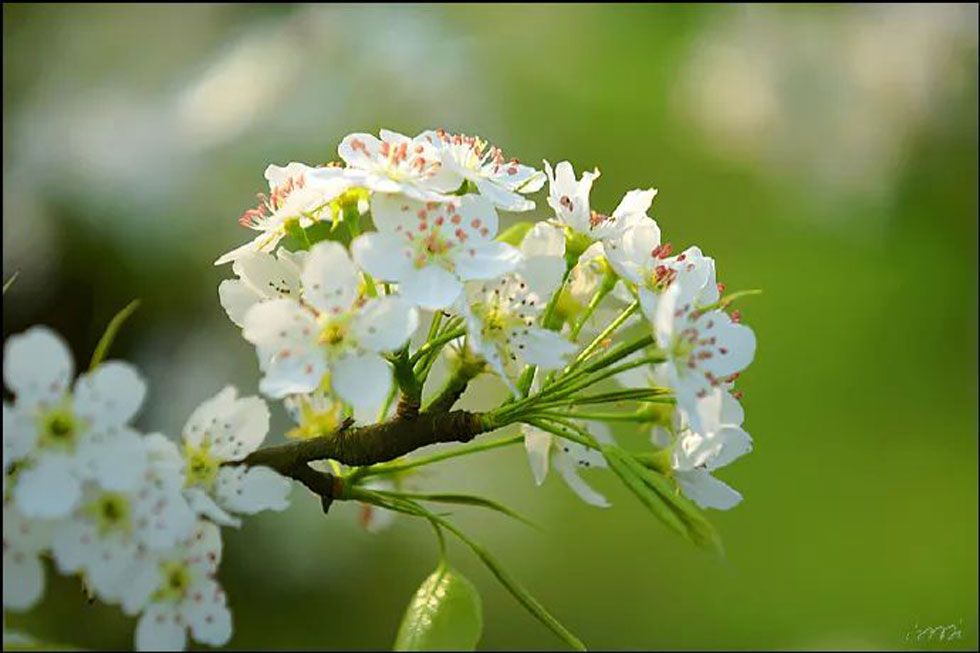 【春天，广西桂林灌阳县向您发出邀请！】我们在灌阳看梨花 - 游山玩水 - 石嘴山生活社区 - 石嘴山28生活网 szs.28life.net