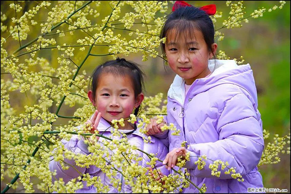 【春天，广西桂林灌阳县向您发出邀请！】米珠山前有片山苍子花在飘香 - 游山玩水 - 石嘴山生活社区 - 石嘴山28生活网 szs.28life.net