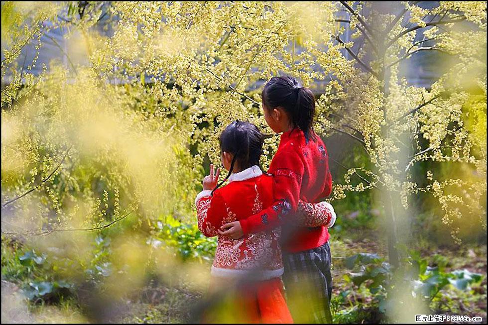 【春天，广西桂林灌阳县向您发出邀请！】米珠山前有片山苍子花在飘香 - 游山玩水 - 石嘴山生活社区 - 石嘴山28生活网 szs.28life.net