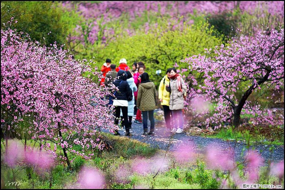 【春天，广西桂林灌阳县向您发出邀请！】官庄村有个醉美的桃花园 - 游山玩水 - 石嘴山生活社区 - 石嘴山28生活网 szs.28life.net