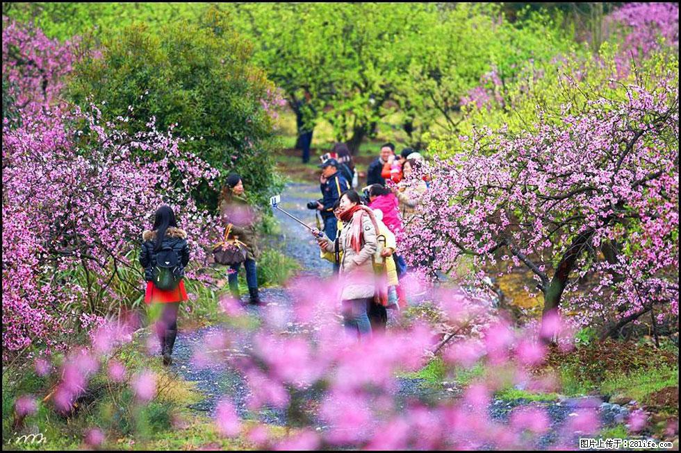 【春天，广西桂林灌阳县向您发出邀请！】官庄村有个醉美的桃花园 - 游山玩水 - 石嘴山生活社区 - 石嘴山28生活网 szs.28life.net