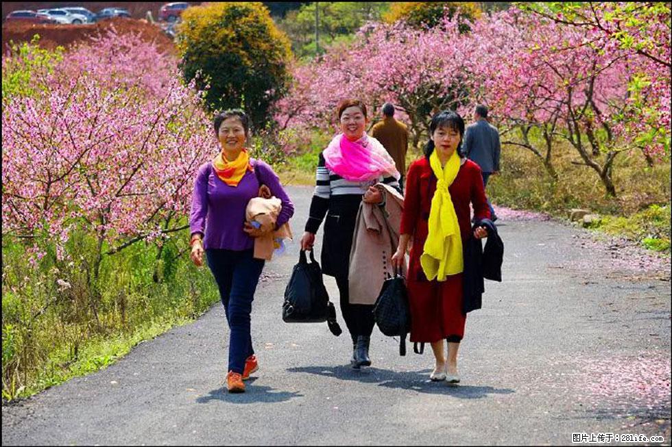【春天，广西桂林灌阳县向您发出邀请！】官庄村有个醉美的桃花园 - 游山玩水 - 石嘴山生活社区 - 石嘴山28生活网 szs.28life.net