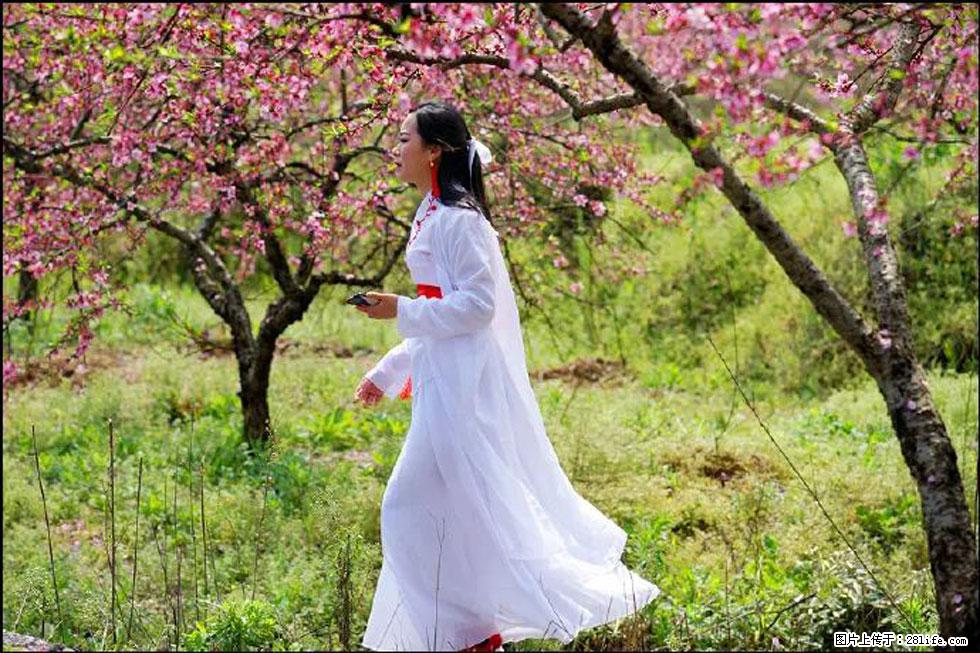 【春天，广西桂林灌阳县向您发出邀请！】官庄村有个醉美的桃花园 - 游山玩水 - 石嘴山生活社区 - 石嘴山28生活网 szs.28life.net
