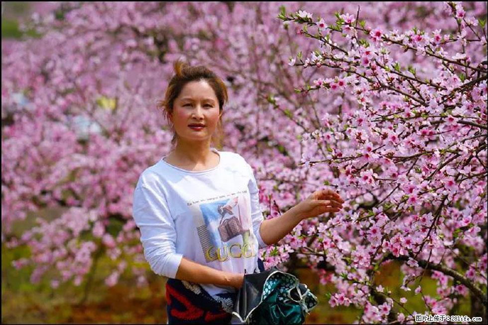 【春天，广西桂林灌阳县向您发出邀请！】官庄村有个醉美的桃花园 - 游山玩水 - 石嘴山生活社区 - 石嘴山28生活网 szs.28life.net