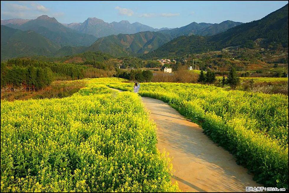 【春天，广西桂林灌阳县向您发出邀请！】长坪村油菜盛情花开 - 游山玩水 - 石嘴山生活社区 - 石嘴山28生活网 szs.28life.net