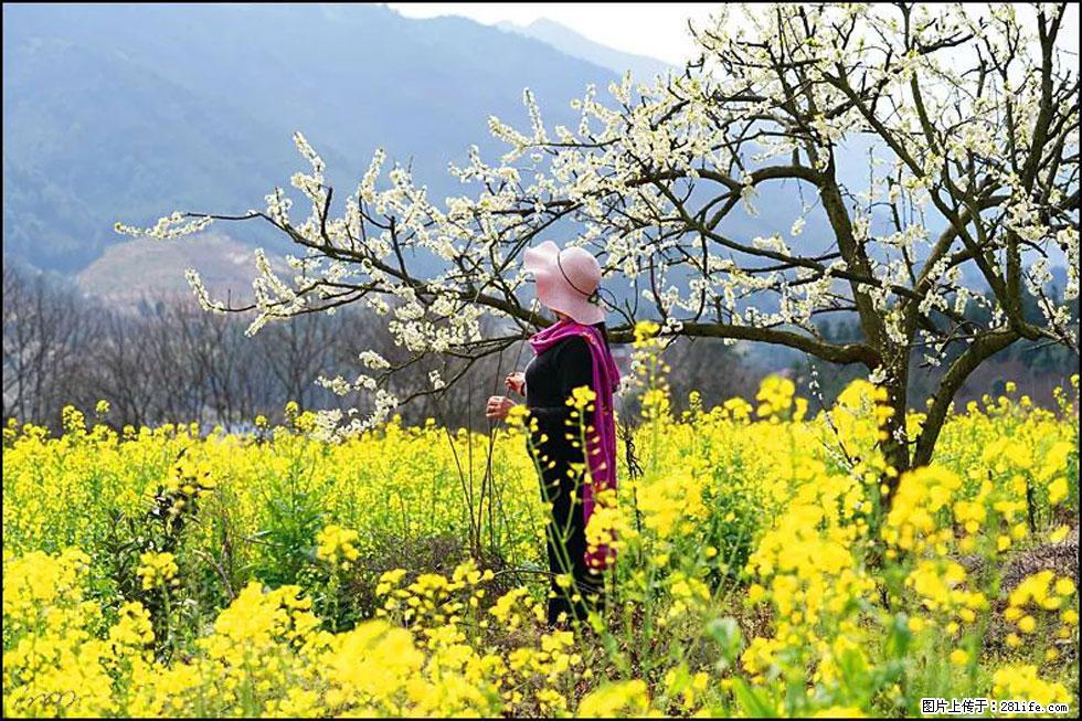 【春天，广西桂林灌阳县向您发出邀请！】长坪村油菜盛情花开 - 游山玩水 - 石嘴山生活社区 - 石嘴山28生活网 szs.28life.net