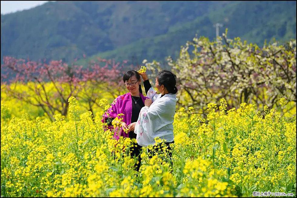 【春天，广西桂林灌阳县向您发出邀请！】长坪村油菜盛情花开 - 游山玩水 - 石嘴山生活社区 - 石嘴山28生活网 szs.28life.net