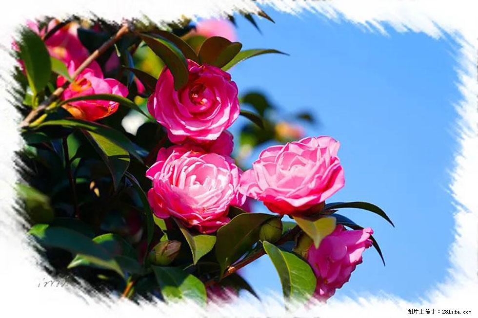 【春天，广西桂林灌阳县向您发出邀请！】杨柳井茶花惹人爱 - 游山玩水 - 石嘴山生活社区 - 石嘴山28生活网 szs.28life.net