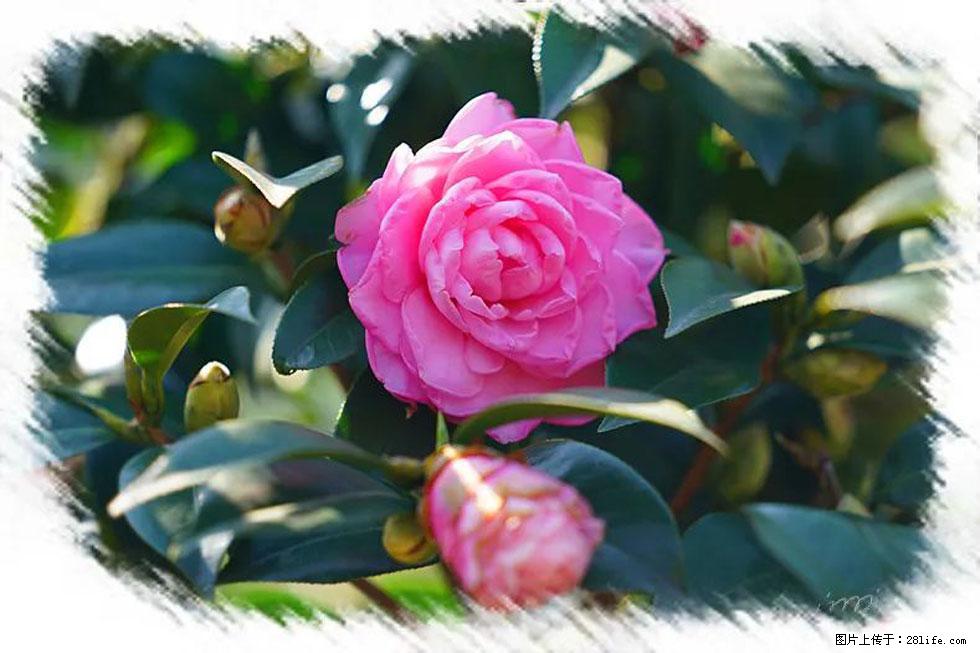 【春天，广西桂林灌阳县向您发出邀请！】杨柳井茶花惹人爱 - 游山玩水 - 石嘴山生活社区 - 石嘴山28生活网 szs.28life.net