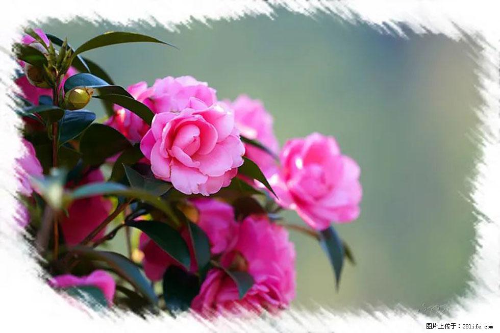 【春天，广西桂林灌阳县向您发出邀请！】杨柳井茶花惹人爱 - 游山玩水 - 石嘴山生活社区 - 石嘴山28生活网 szs.28life.net