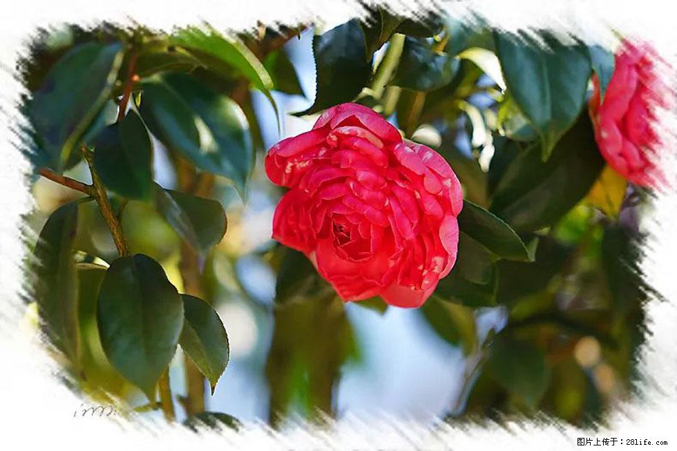 【春天，广西桂林灌阳县向您发出邀请！】杨柳井茶花惹人爱 - 游山玩水 - 石嘴山生活社区 - 石嘴山28生活网 szs.28life.net