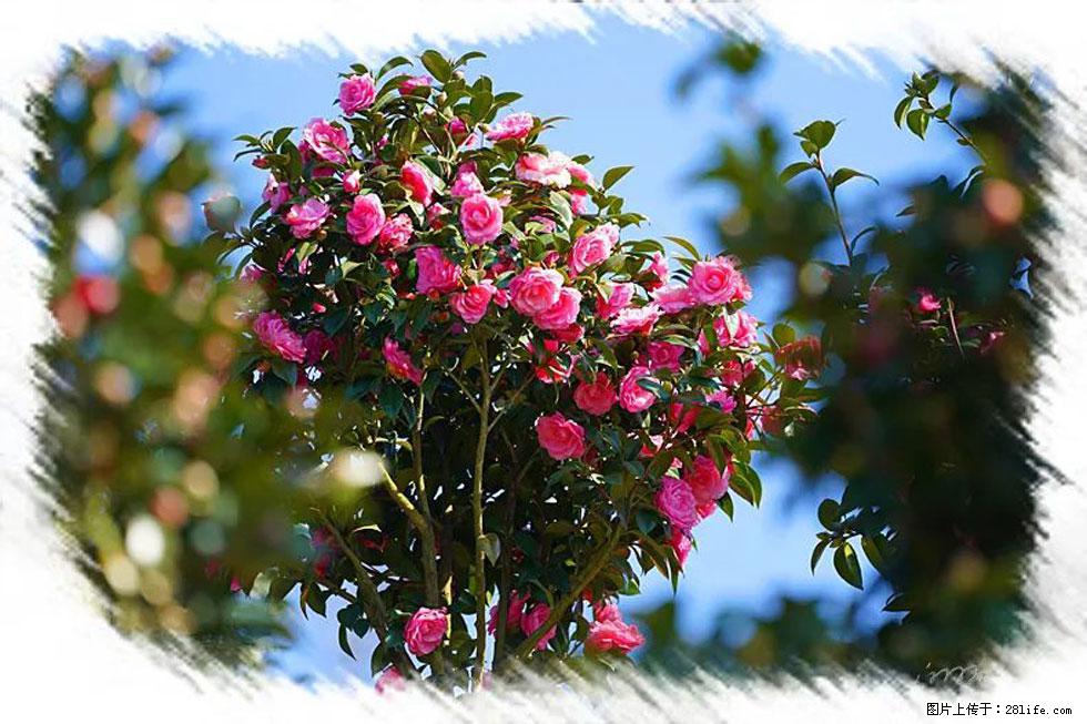 【春天，广西桂林灌阳县向您发出邀请！】杨柳井茶花惹人爱 - 游山玩水 - 石嘴山生活社区 - 石嘴山28生活网 szs.28life.net