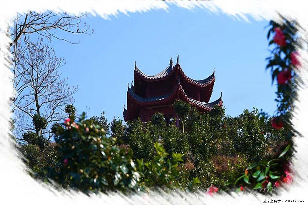 【春天，广西桂林灌阳县向您发出邀请！】杨柳井茶花惹人爱 - 游山玩水 - 石嘴山生活社区 - 石嘴山28生活网 szs.28life.net