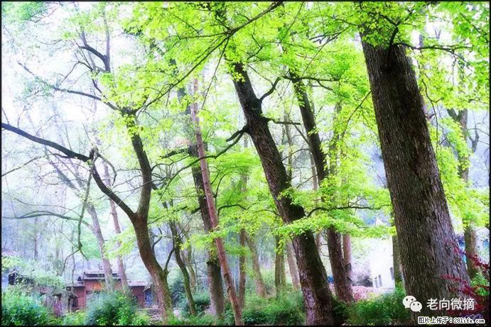 【春天，广西桂林灌阳县向您发出邀请！】在小龙村与春天约会 - 游山玩水 - 石嘴山生活社区 - 石嘴山28生活网 szs.28life.net