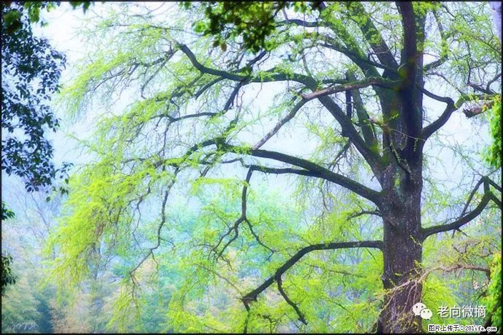 【春天，广西桂林灌阳县向您发出邀请！】在小龙村与春天约会 - 游山玩水 - 石嘴山生活社区 - 石嘴山28生活网 szs.28life.net