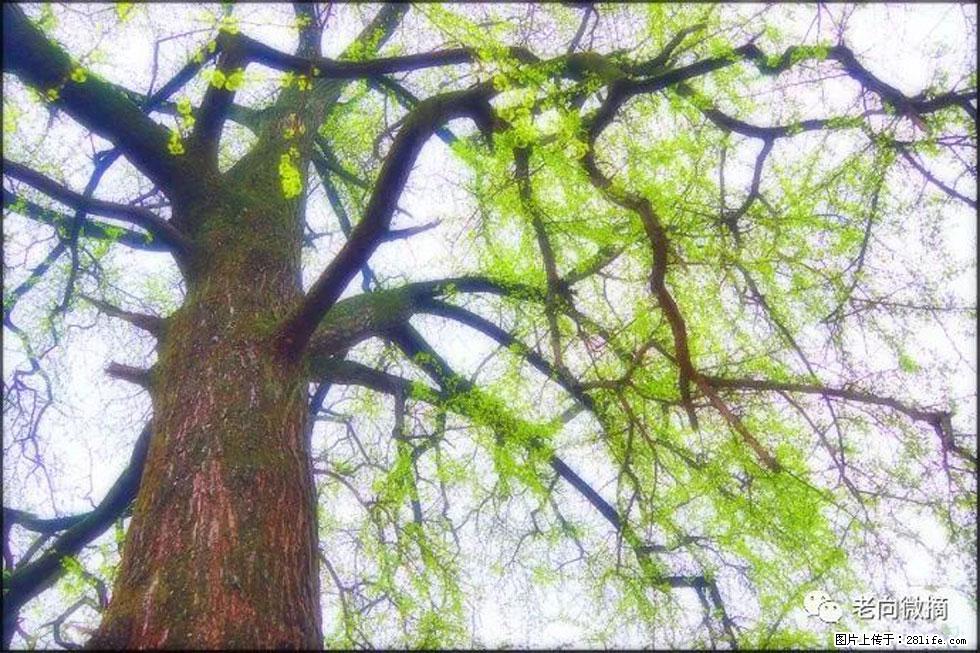 【春天，广西桂林灌阳县向您发出邀请！】在小龙村与春天约会 - 游山玩水 - 石嘴山生活社区 - 石嘴山28生活网 szs.28life.net
