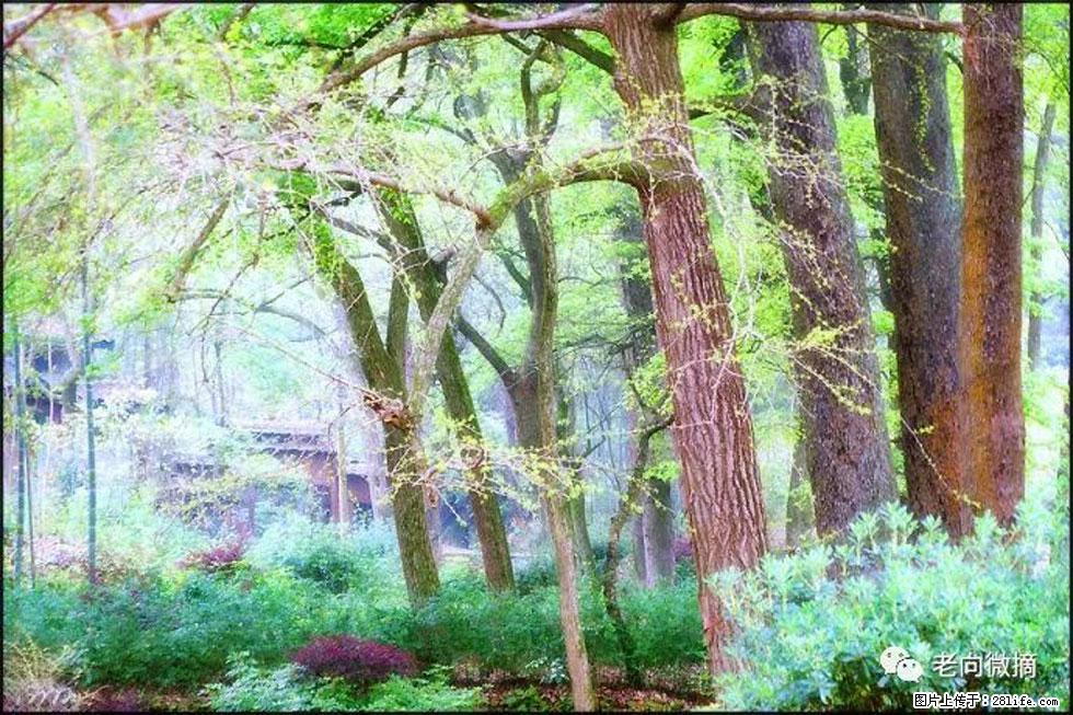 【春天，广西桂林灌阳县向您发出邀请！】在小龙村与春天约会 - 游山玩水 - 石嘴山生活社区 - 石嘴山28生活网 szs.28life.net