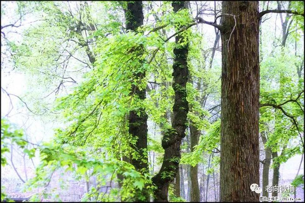 【春天，广西桂林灌阳县向您发出邀请！】在小龙村与春天约会 - 游山玩水 - 石嘴山生活社区 - 石嘴山28生活网 szs.28life.net