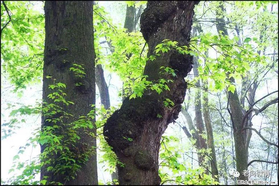 【春天，广西桂林灌阳县向您发出邀请！】在小龙村与春天约会 - 游山玩水 - 石嘴山生活社区 - 石嘴山28生活网 szs.28life.net