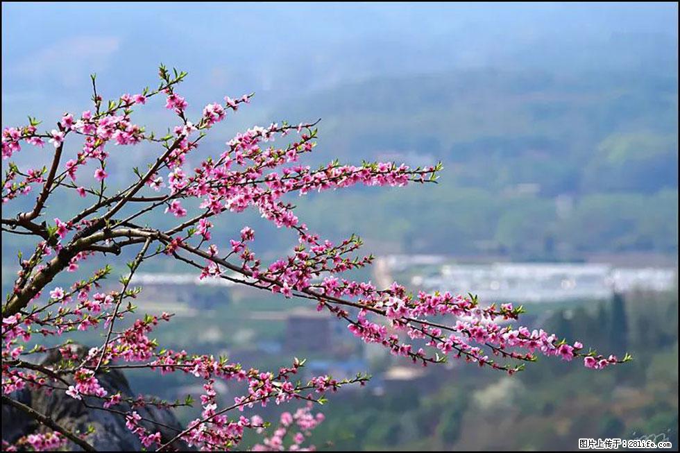 【春天，广西桂林灌阳县向您发出邀请！】望月岭上桃花开 - 游山玩水 - 石嘴山生活社区 - 石嘴山28生活网 szs.28life.net