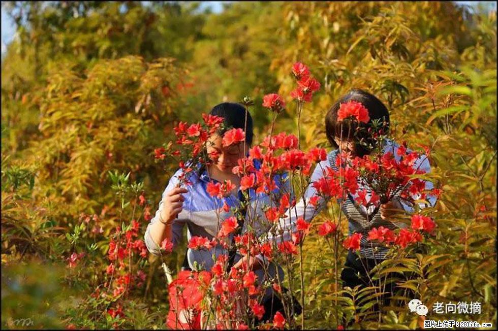 【春天，广西桂林灌阳县向您发出邀请！】登麒麟山，相约映山红 - 游山玩水 - 石嘴山生活社区 - 石嘴山28生活网 szs.28life.net