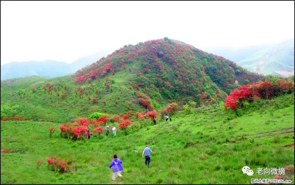 【春天，广西桂林灌阳县向您发出邀请！】宝盖山上映山红 - 游山玩水 - 石嘴山生活社区 - 石嘴山28生活网 szs.28life.net