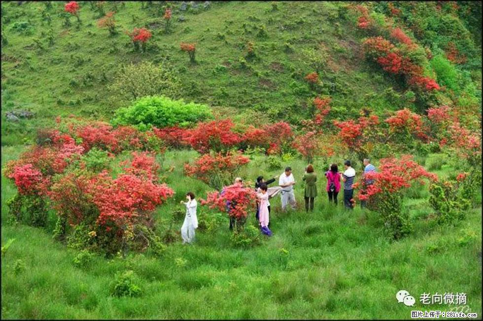 【春天，广西桂林灌阳县向您发出邀请！】宝盖山上映山红 - 游山玩水 - 石嘴山生活社区 - 石嘴山28生活网 szs.28life.net