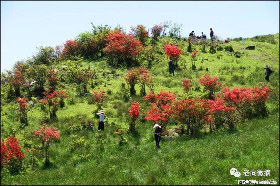 【春天，广西桂林灌阳县向您发出邀请！】宝盖山上映山红 - 游山玩水 - 石嘴山生活社区 - 石嘴山28生活网 szs.28life.net