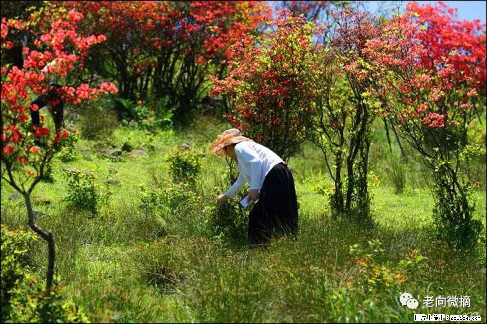 【春天，广西桂林灌阳县向您发出邀请！】宝盖山上映山红 - 游山玩水 - 石嘴山生活社区 - 石嘴山28生活网 szs.28life.net