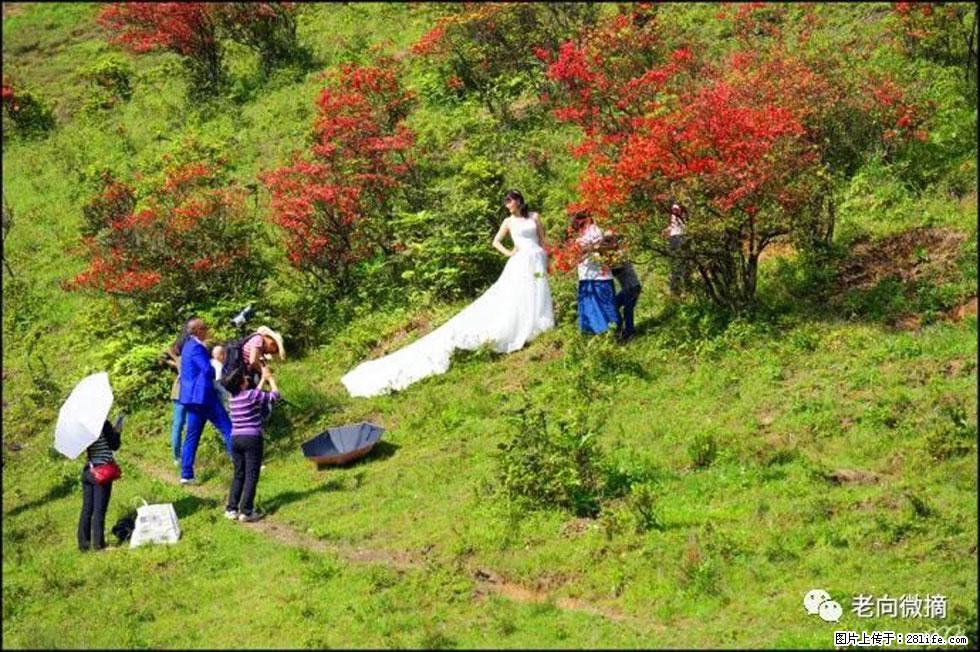 【春天，广西桂林灌阳县向您发出邀请！】宝盖山上映山红 - 游山玩水 - 石嘴山生活社区 - 石嘴山28生活网 szs.28life.net