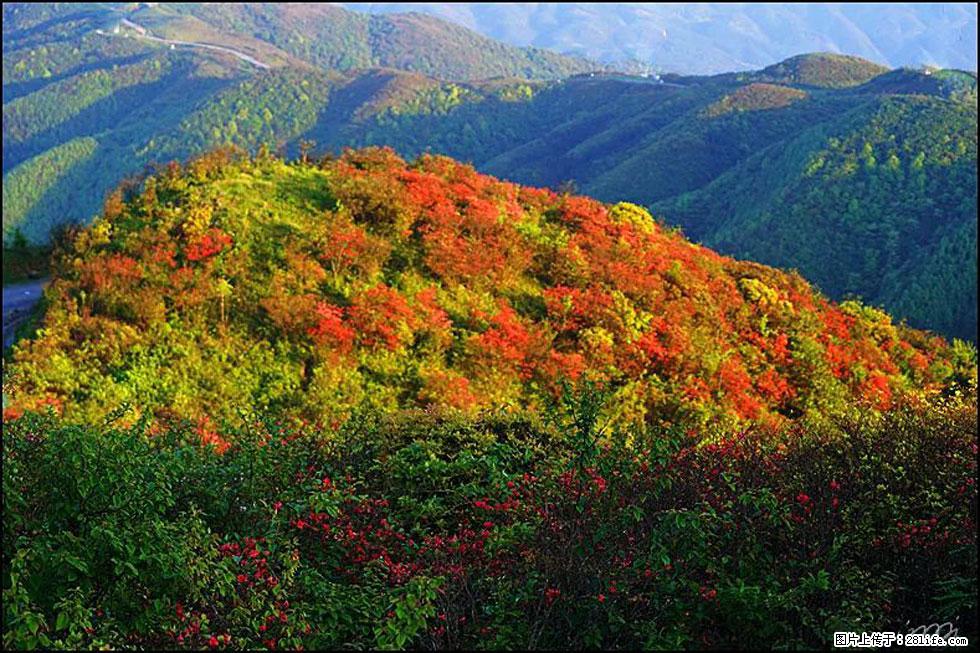 【春天，广西桂林灌阳县向您发出邀请！】春木界上映山红 - 游山玩水 - 石嘴山生活社区 - 石嘴山28生活网 szs.28life.net