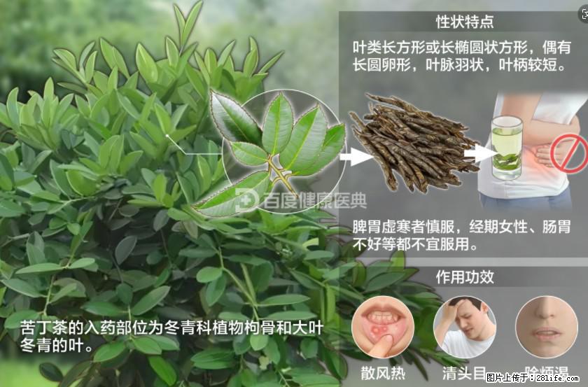 苦丁茶有哪些功效和作用 - 生活百科 - 石嘴山生活社区 - 石嘴山28生活网 szs.28life.net