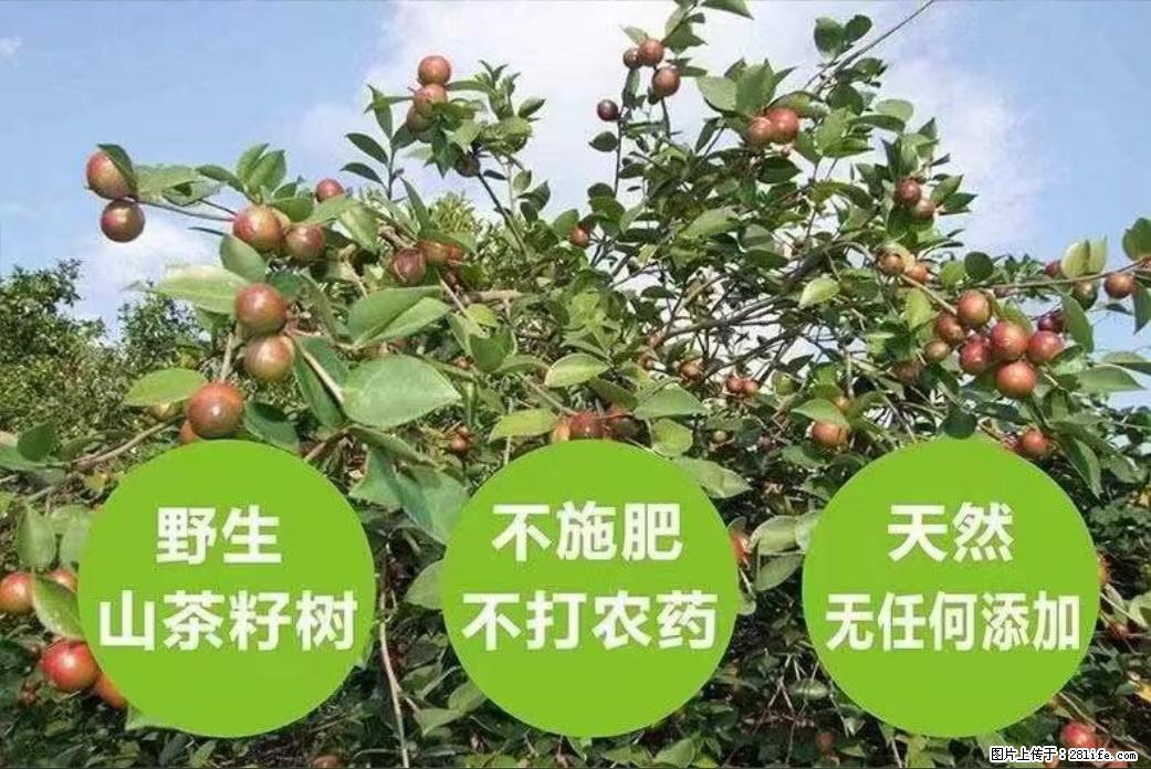 【灌阳县油茶产业示范区】一个有着充实的精神生活的人，对待身外之物自会有一种淡泊的态度 - 土特产 - 饮食特产 - 石嘴山分类信息 - 石嘴山28生活网 szs.28life.net