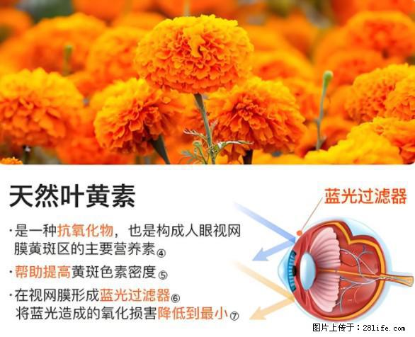 叶黄素有什么功效和作用 - 生活百科 - 石嘴山生活社区 - 石嘴山28生活网 szs.28life.net