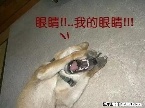 笑癫了！一女的怀孕三年未生，他终于忍不住了... - 娱乐八卦 - 石嘴山生活社区 - 石嘴山28生活网 szs.28life.net