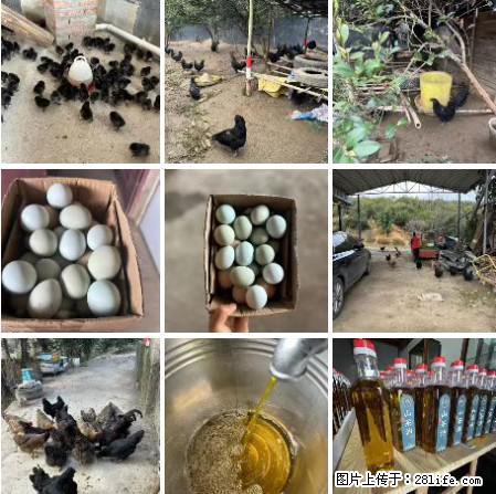 油茶园从小鸡仔开始养起的纯土鸡、土鸡蛋可以预定啦！还有前几天刚榨的纯山茶油哦 - 美食天地 - 石嘴山生活社区 - 石嘴山28生活网 szs.28life.net