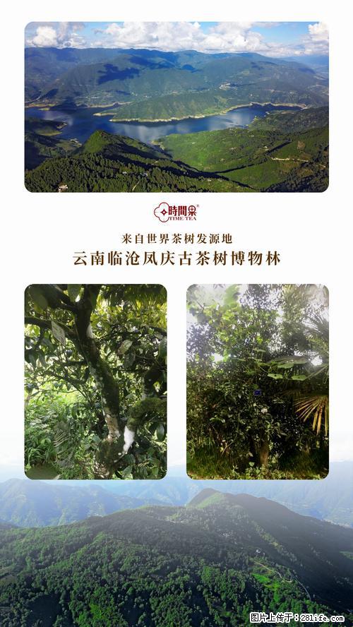 时间果百年古树2025年春红茶 - 购物交流 - 石嘴山生活社区 - 石嘴山28生活网 szs.28life.net