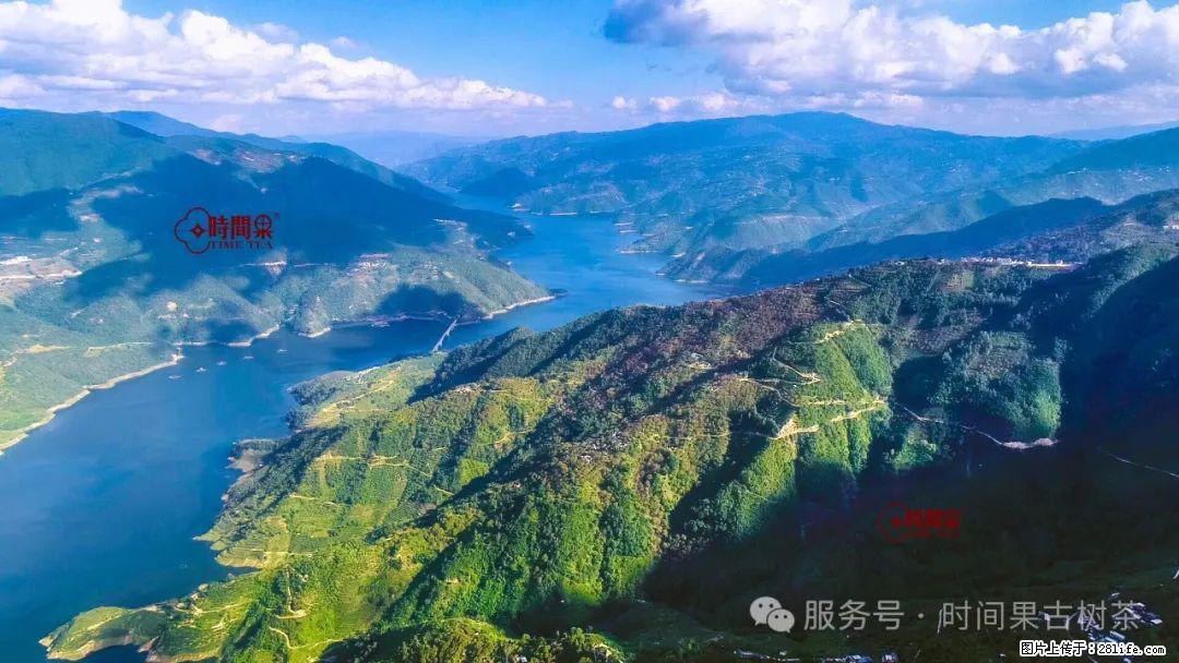 时间果百年古树龙珠普洱生茶 - 购物交流 - 石嘴山生活社区 - 石嘴山28生活网 szs.28life.net