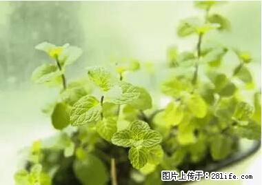 晕车、脚气、牙齿变黄、皮肤粗糙？学会这些三分钟搞定！ - 石嘴山生活资讯 - 石嘴山28生活网 szs.28life.net