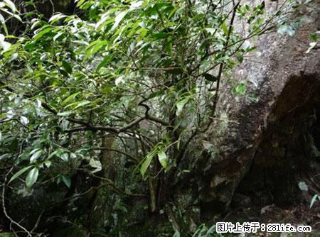 平乐石崖茶，珍贵仅次于金花茶 - 石嘴山生活资讯 - 石嘴山28生活网 szs.28life.net