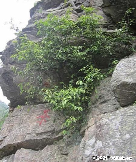 平乐石崖茶，珍贵仅次于金花茶 - 石嘴山生活资讯 - 石嘴山28生活网 szs.28life.net
