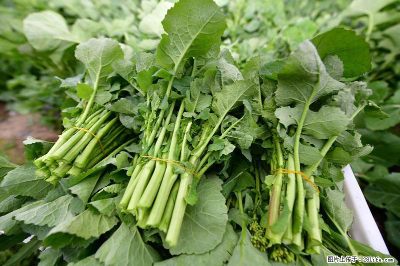 这些蔬菜是“天然钙片”，这6种被医生重点推荐 - 石嘴山生活资讯 - 石嘴山28生活网 szs.28life.net
